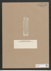 Navicula pristiophora Jan. (de-Toni-Nr.: Genus 1, Species 287) Zeichnungen Sammlung Grunow Nr. 641 (NHMW-BOT-W0367008)